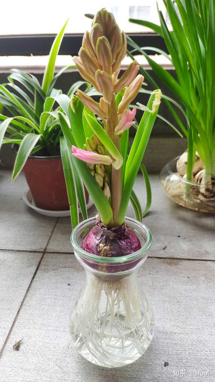 大家都养什么水培植物 知乎 大家都养什么水培植物 知乎