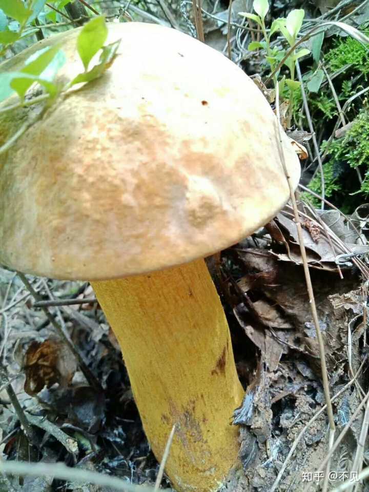 湖南菌子种类,湖南蘑菇种类,湖南蛇的种类_大山谷图库