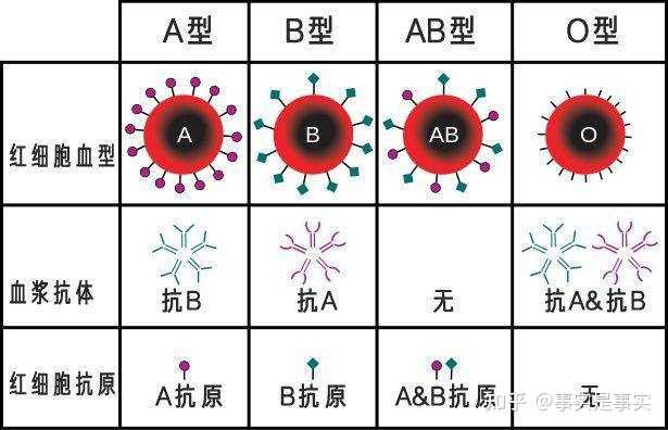 简单的说血液中有这一定的抗原或抗体，o型血是不含任何抗原的，但含有a