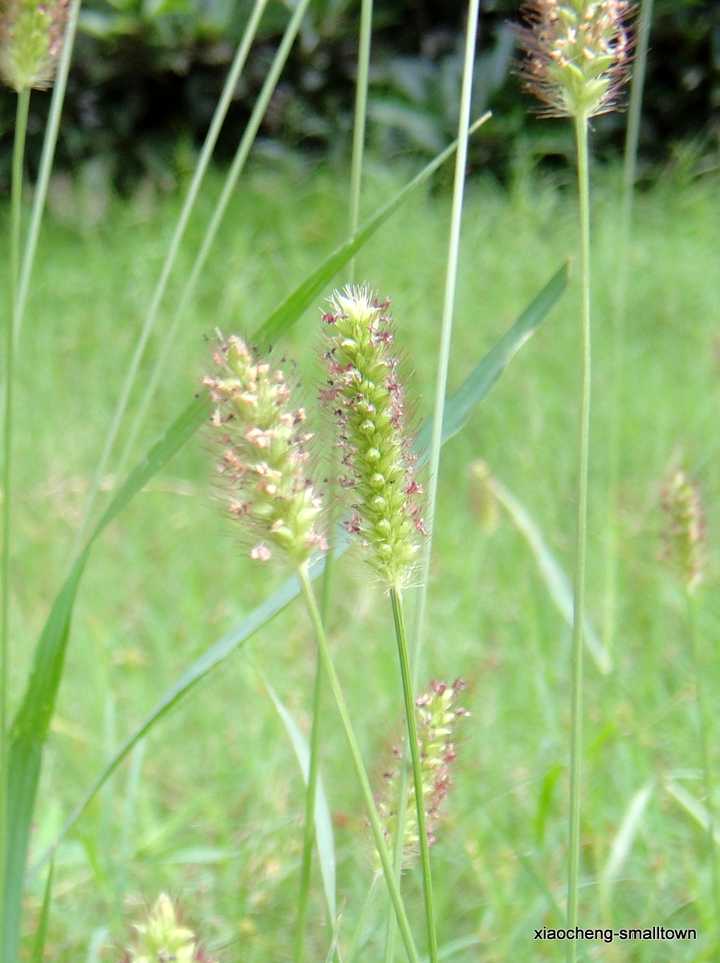 狗尾巴草会开花么？ - 知乎