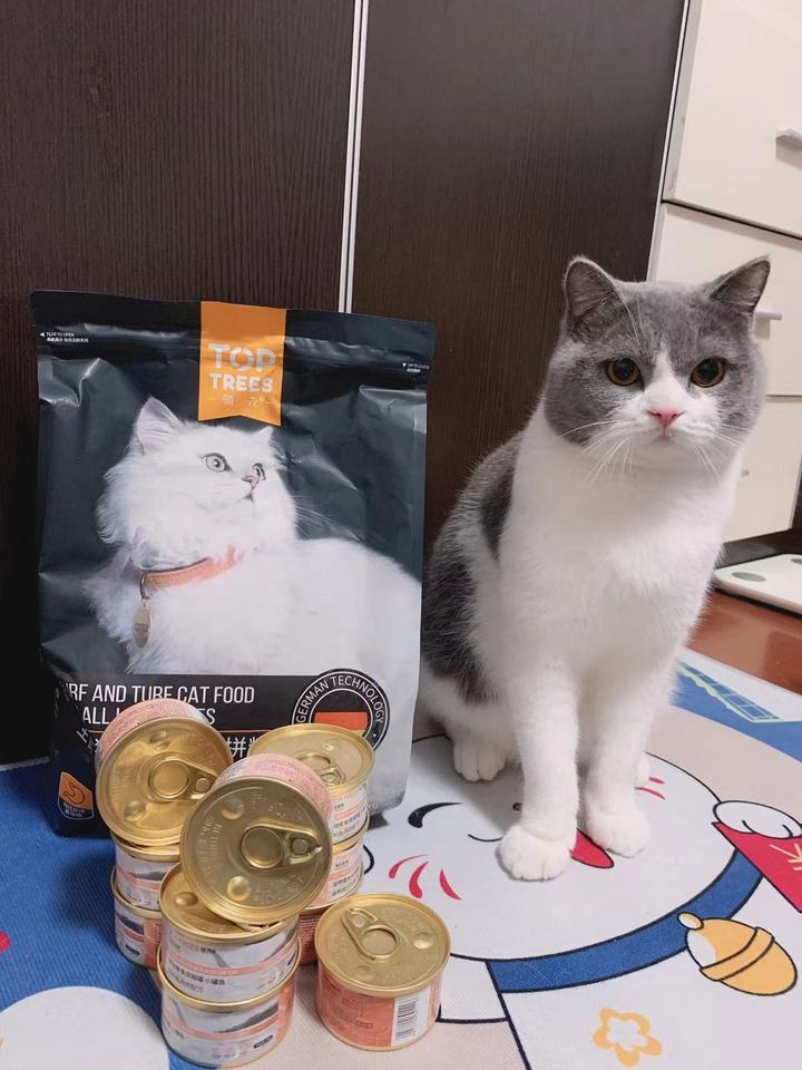 养猫每个月的开销一般多少 知乎