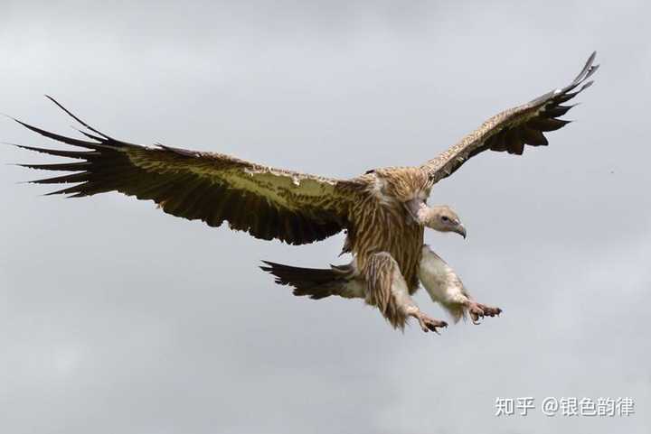如果我从现在开始在树上跳来跳去,那么我的多少代子孙会长出翅膀飞?