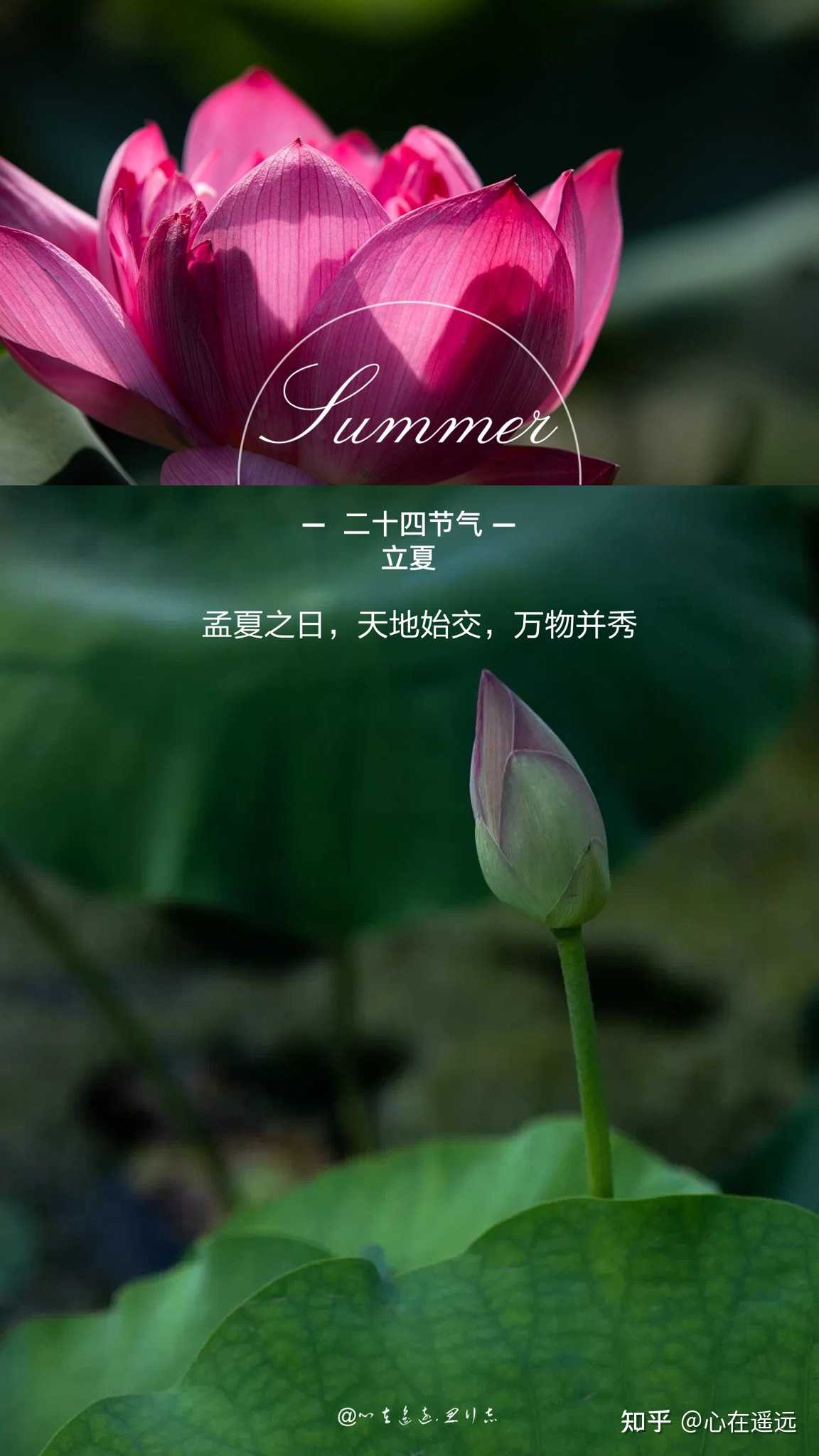 心在遥远 的想法: 孟夏之日,天地始交,万物并秀 - 知乎