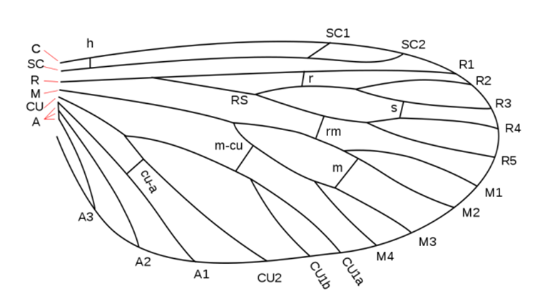 原始假想脉序图镇楼两个方面,一是 长出多对翅膀是不是容易,二是 长出