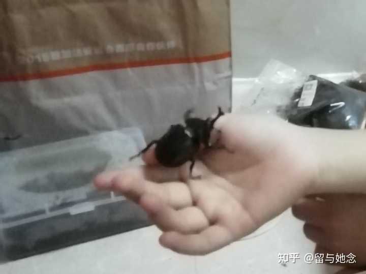 苏州海关截获8只活体长戟大兜虫 这类昆虫对生态环境有什么危害 知乎 苏州海关截获8只活体长戟大兜虫 这类昆虫对生态环境有什么危害 知乎