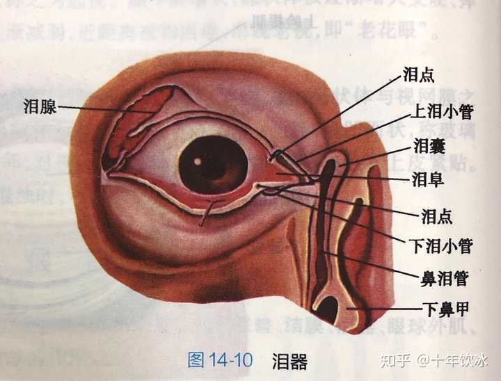 泪腺的位置图片