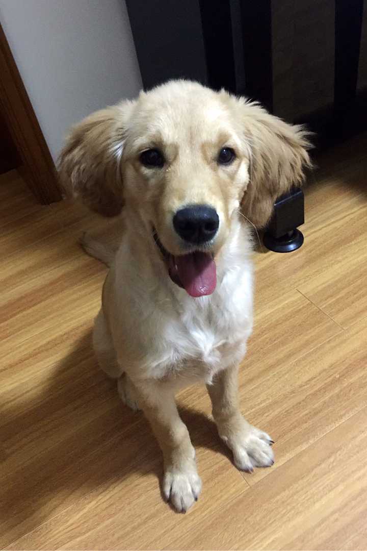 一岁多的金毛超级调皮,一不注意就偷吃袜子,咬坏沙发怎么半?