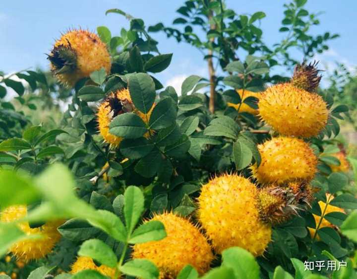 刺梨干泡水会美白是真的吗? - 知乎