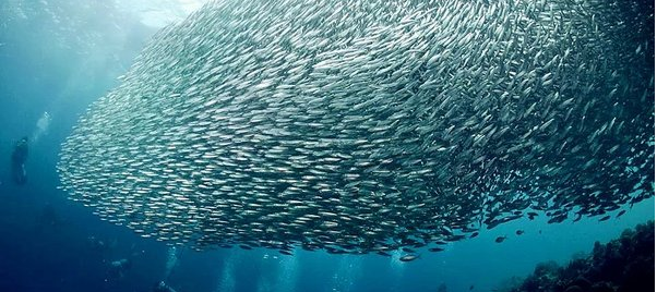 为什么说挤得像沙丁鱼罐头而不是挤得像橘子罐头金枪鱼罐头