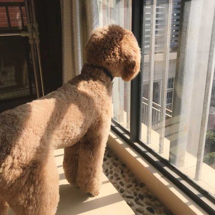 养一只巨型贵宾是种怎样的体验 知乎