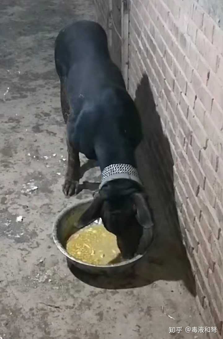 农村的狗和城市的宠物狗那个更快乐一点?