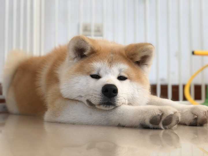 秋田犬适合家养么 知乎 秋田犬适合家养么 知乎