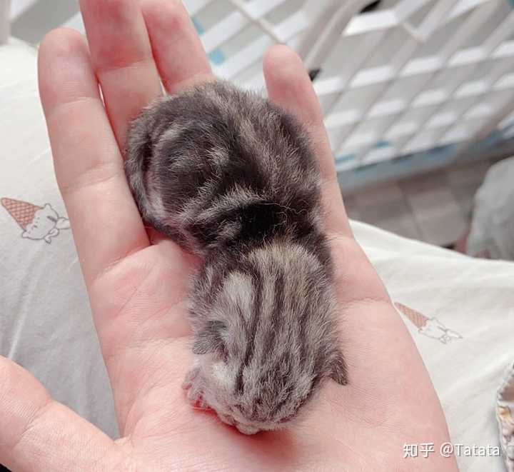 美短和英短杂交好看吗?养猫的来戳戳