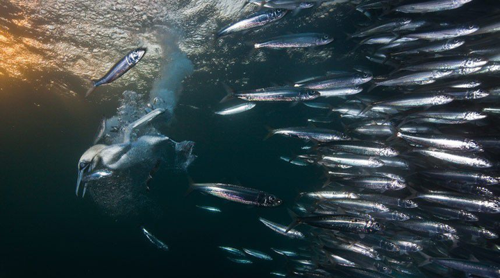 为什么说挤得像沙丁鱼罐头而不是挤得像橘子罐头金枪鱼罐头