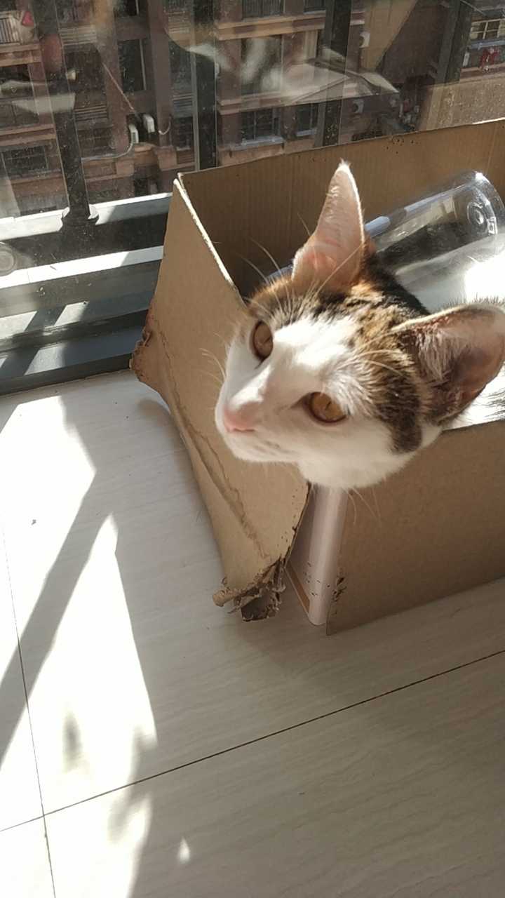 秃噜皮的小猫咪,随意看