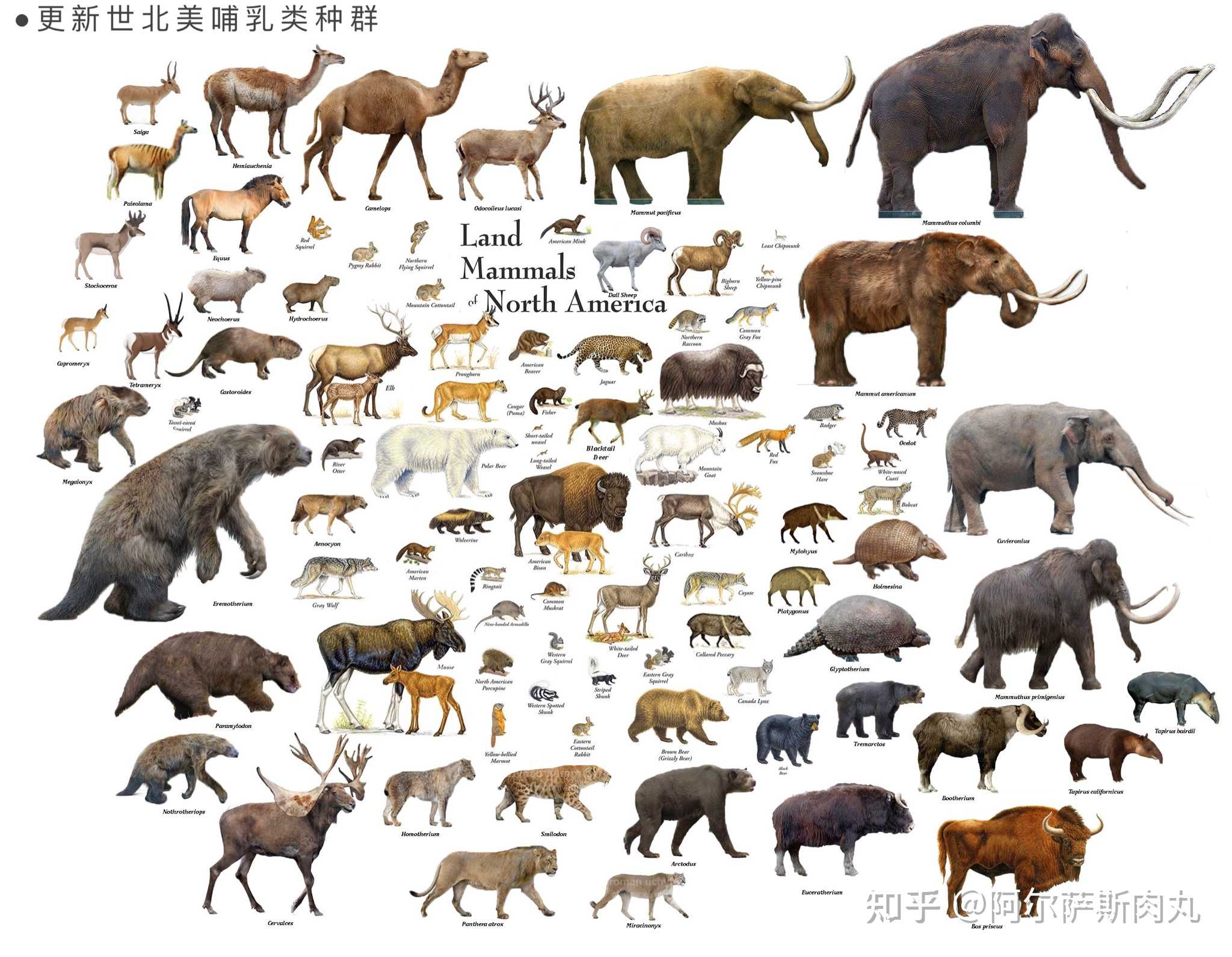 北美哺乳动物类群今昔对比