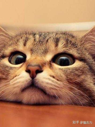 第一次养猫,养公猫好还是母猫好?