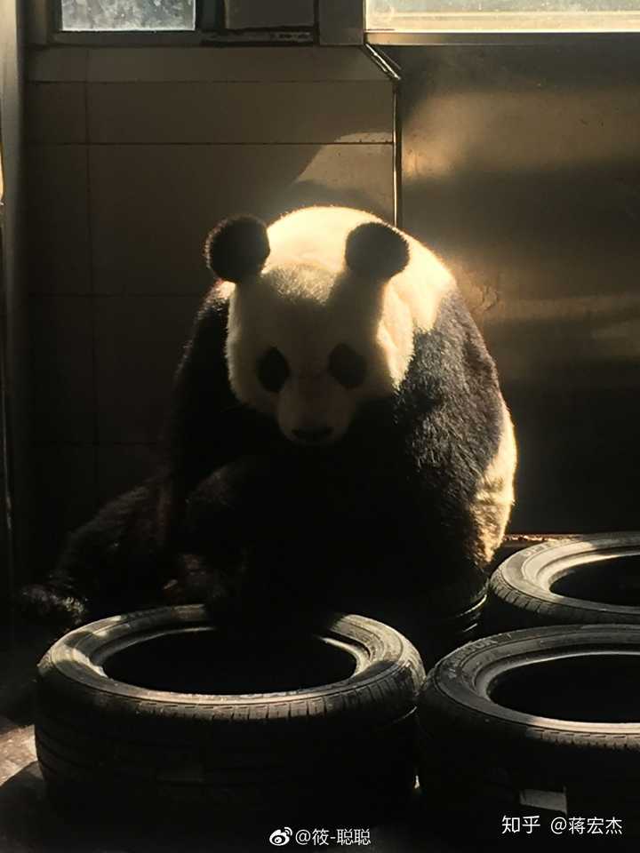 如何评价「"千金"变"少爷" 沈阳一动物园更正大熊猫性别」?