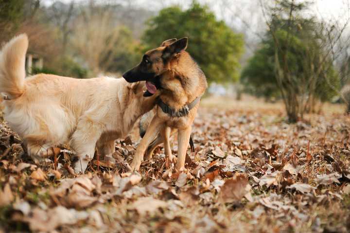 德牧和金毛养哪个好 知乎