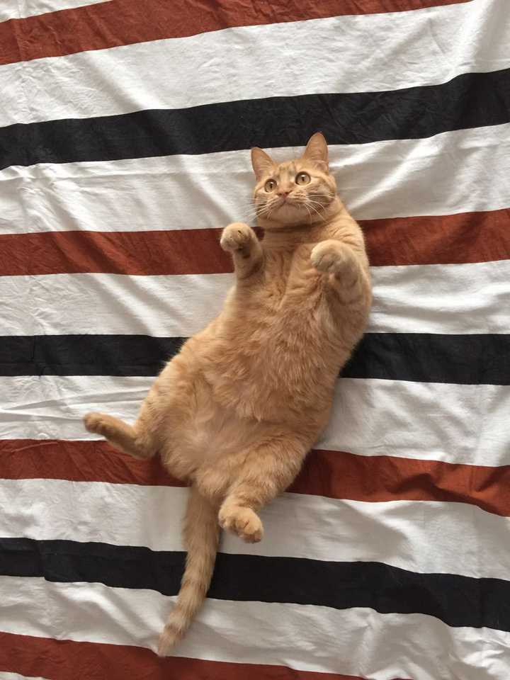 为什么会有橘猫容易长成胖子的说法?