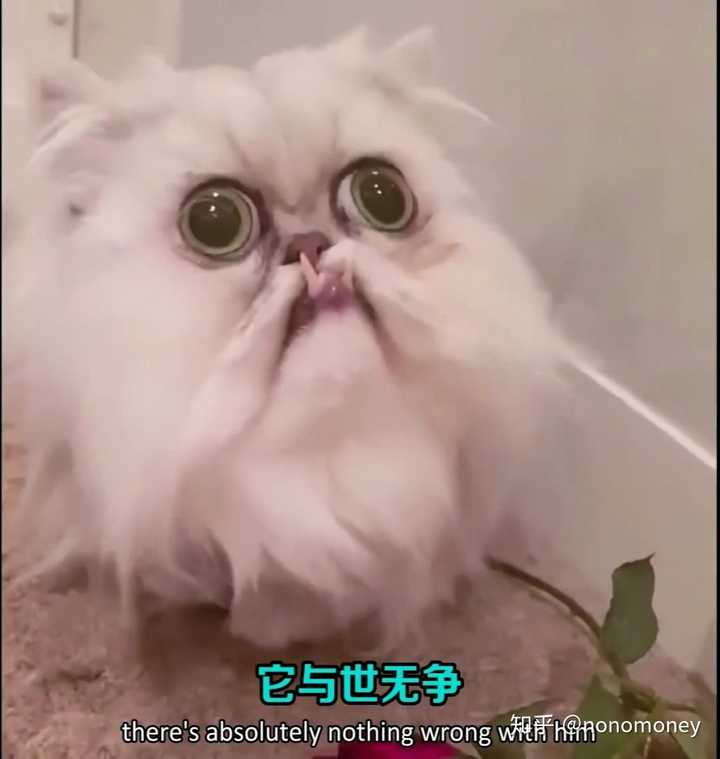 第一个是火遍油管的丑猫必须有姓名!