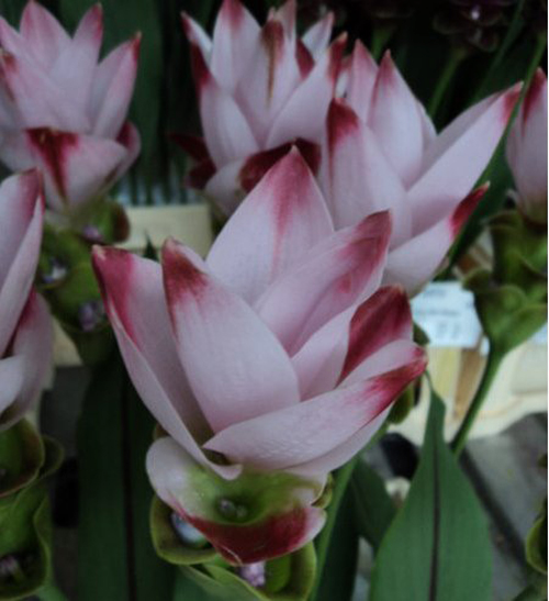 有没有一种灌木:既喜阴又喜阳(好种),叶子常绿,花