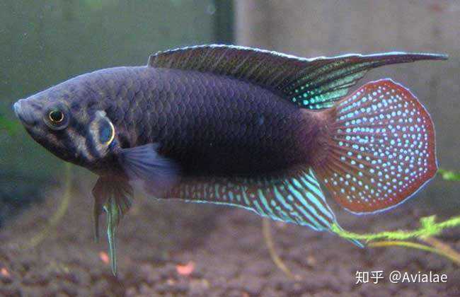 此为展示状态下的公鱼(养功还行),图源网络.