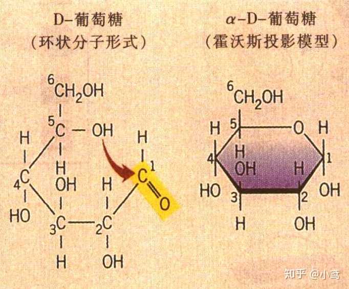 五碳糖结构图图片