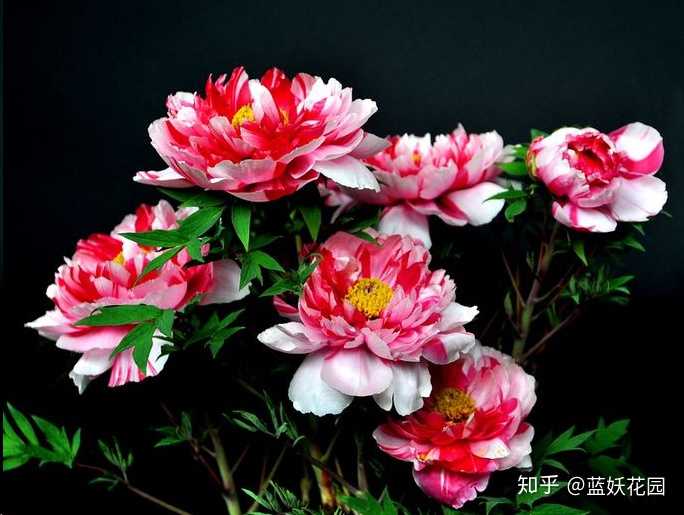如何分辨牡丹和芍药 知乎 如何分辨牡丹和芍药 知乎