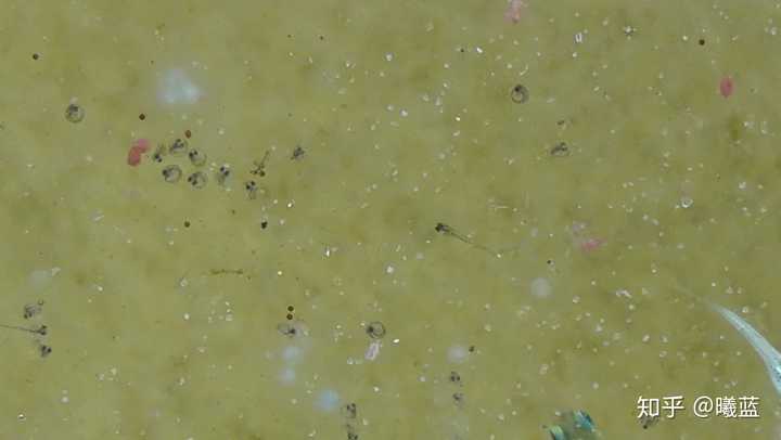慈鲷鱼卵斑图片