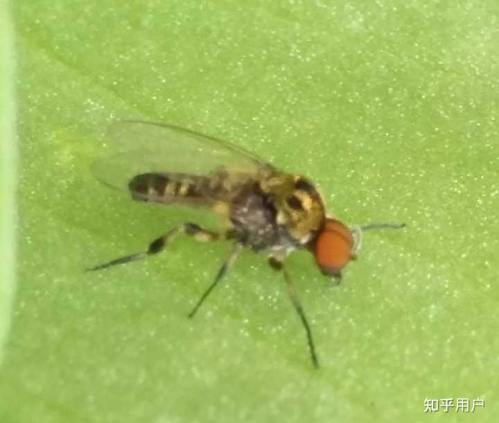 怎么分辨双翅目的蚊，蝇，虻，蚋，蠓？ 知乎 