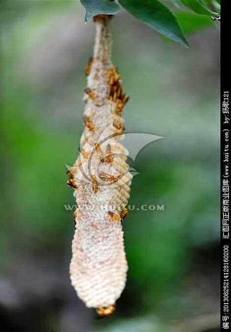 小时候堂哥骗我说"护窝的马蜂"不蛰人,就是那种细长的白色的马蜂窝