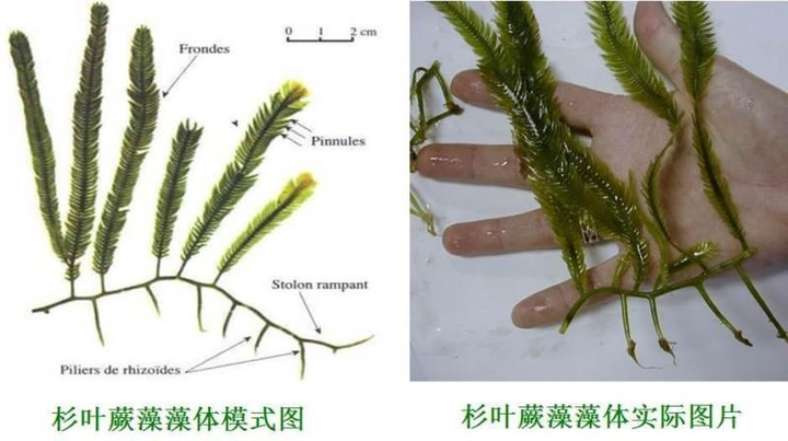 世界上最大的单细胞生物是什么啊? - 知乎