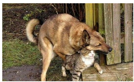 狗交配会出现拔不出来的现象 这种流行说法是真实的吗 知乎