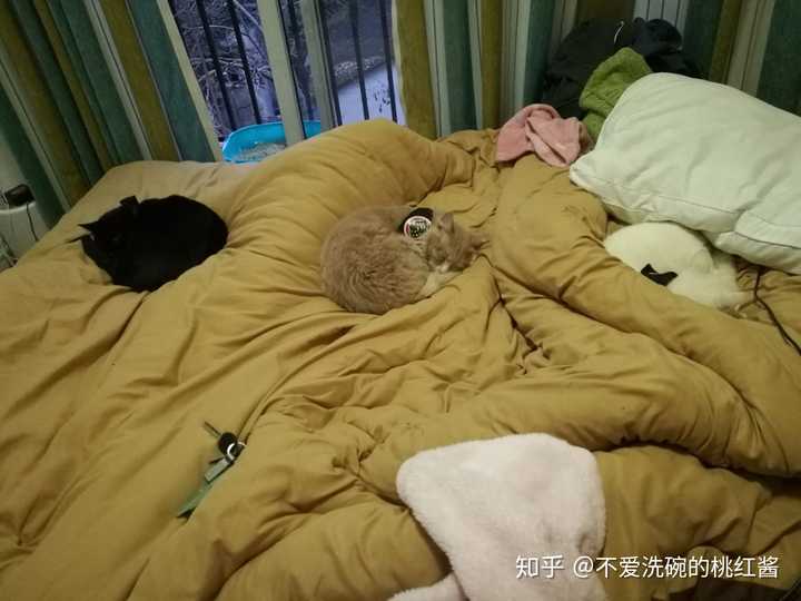 冬天被子里长出猫是怎样的体验?