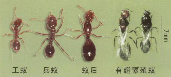 红火蚁具有那么强的生物属性 它的天敌是什么 知乎 红火蚁具有那么强的生物属性 它的天敌是什么 知乎