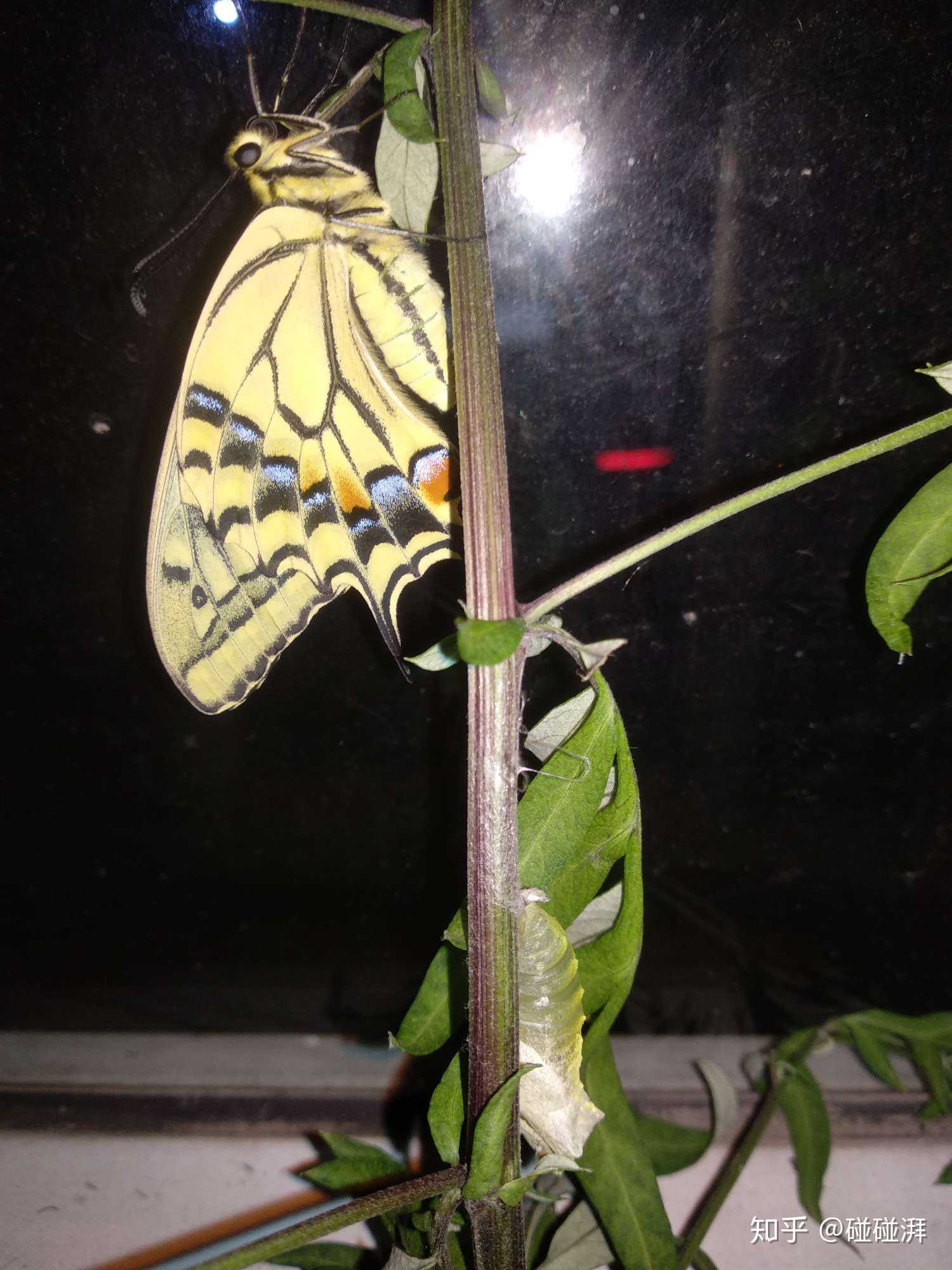 身边自然随手拍##身边自然随手拍# 这只金凤蝶(茴香凤蝶)终于出来了