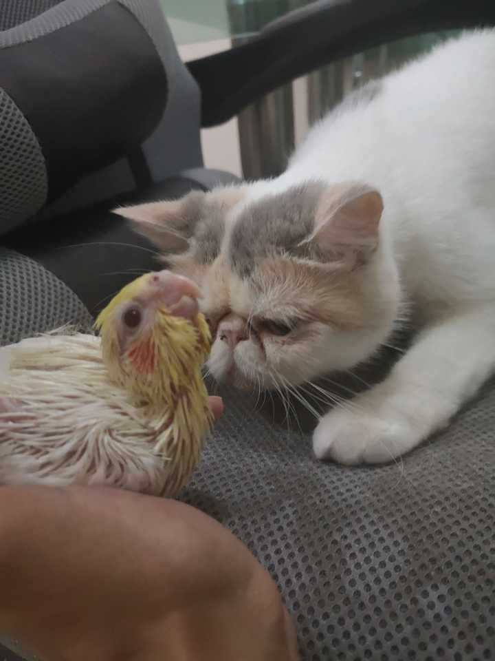 加菲猫长这样吗?