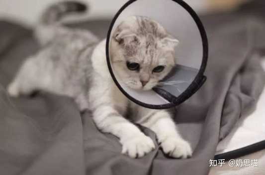 到底什么时间节点给公猫做绝育最好 知乎 到底什么时间节点给公猫做绝育最好 知乎