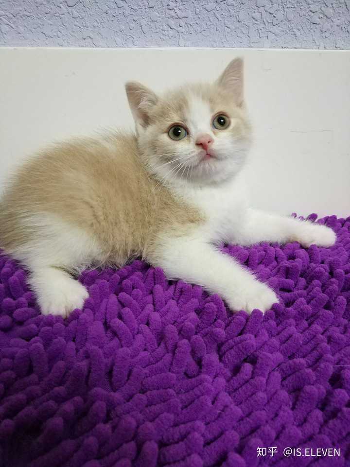 两个多月的英短乳白 母亲单血统三花 父亲双血统蓝白 品相值2500吗…?