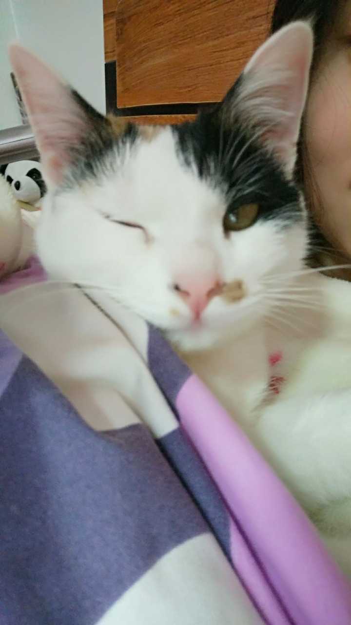 听说对着猫猫缓慢眨眼是表达爱意是真的吗 知乎