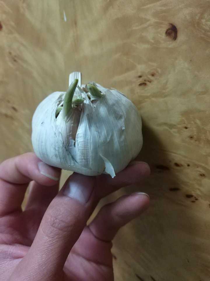 大蒜发芽了还能吃吗?