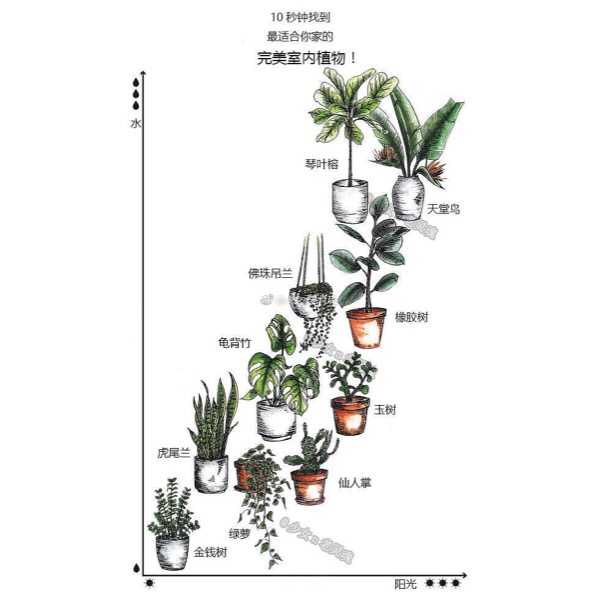 有什么适合室内养的植物 不长虫好打理不需要阳光 知乎