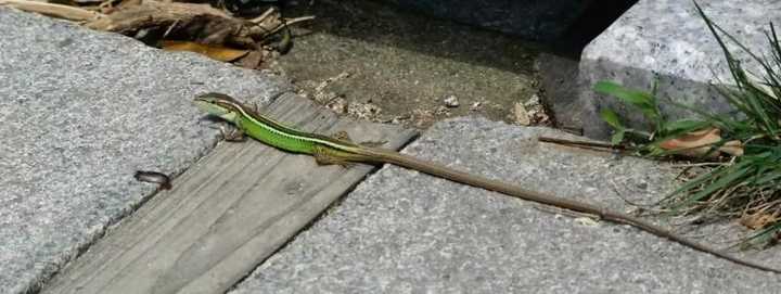 有没有四条腿的蛇?