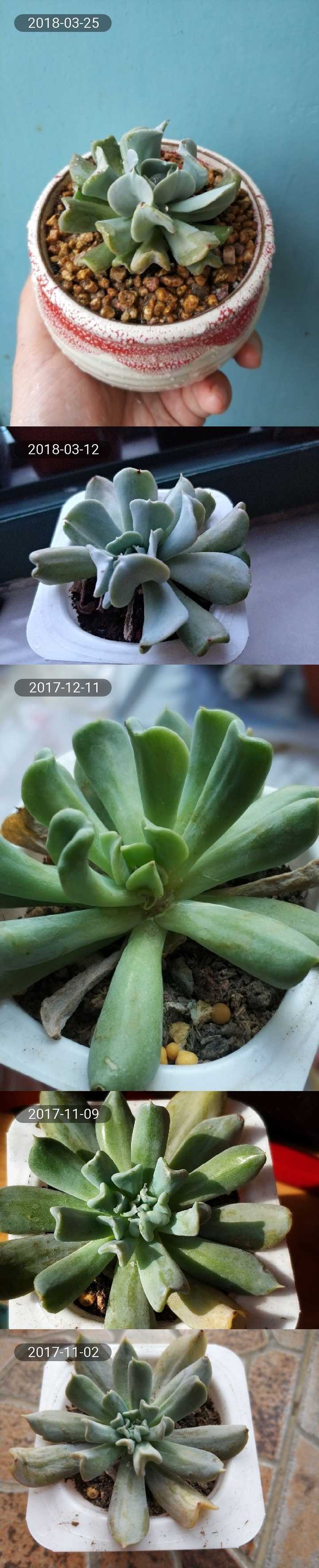 多肉徒长后再养好是什么样的体验 知乎 多肉徒长后再养好是什么样的体验 知乎