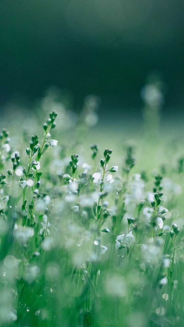 听说三月份是绿色的一个月,有什么好看的绿色系壁纸或头像分享一下吗?