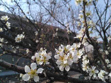 杏花多为白色或粉色 为什么要说 一枝红杏出墙来 知乎 杏花多为白色或粉色 为什么要说 一枝红杏出墙来 知乎