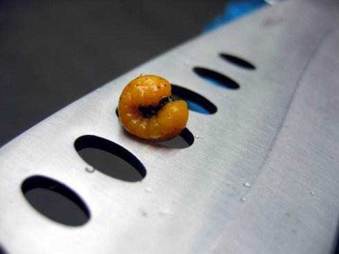 "叫波比波比琉坂,翻译过来就是"门",也是传说中金蚕蛊进化的终极形态