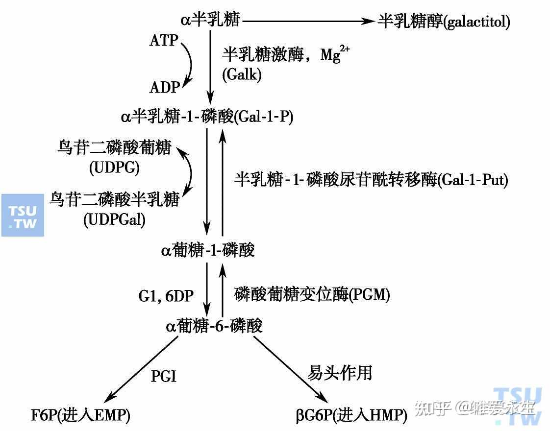 一个乳糖分子分解成一个葡萄糖分子和一个半乳糖分子