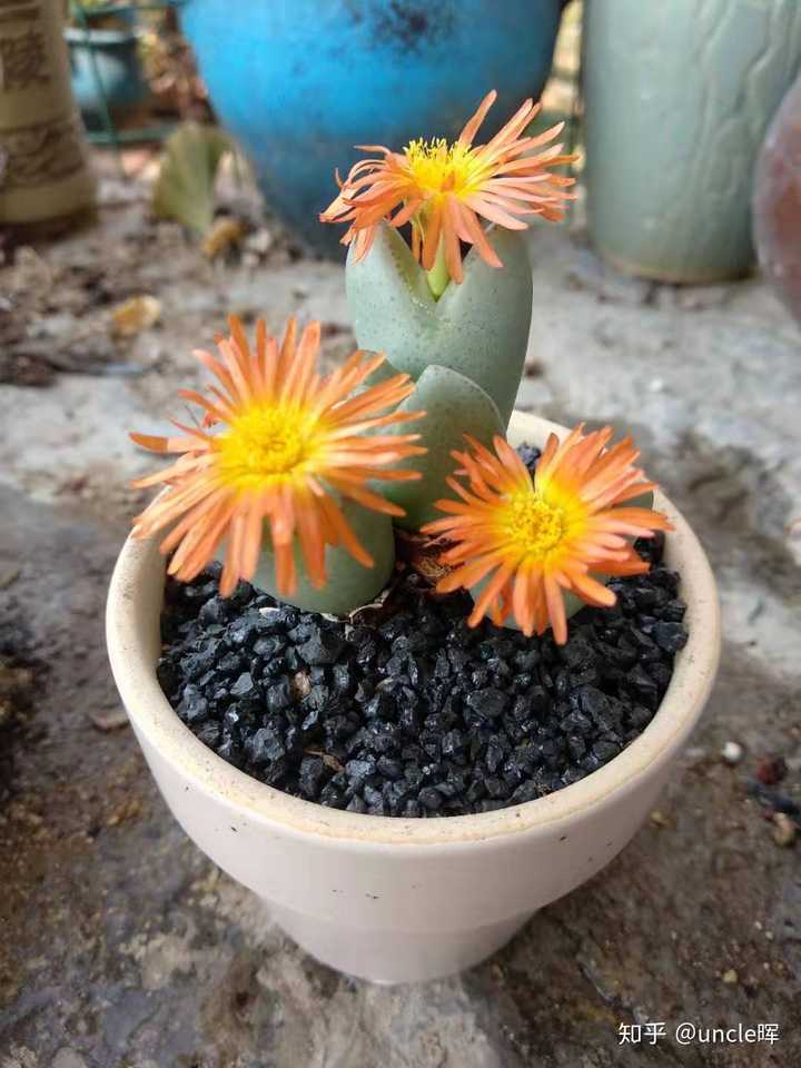 帝玉开花的样子真的超美